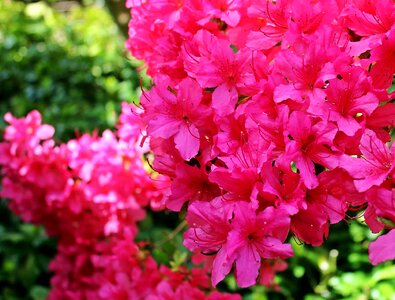 Beautiful beautiful flowers blooming photo