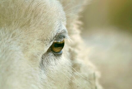 Sheep wool head