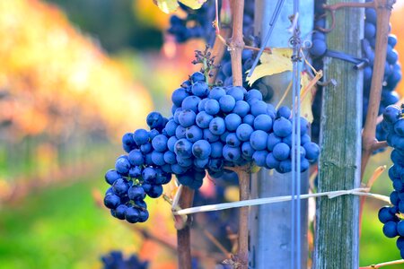 Wine fresh harvest photo