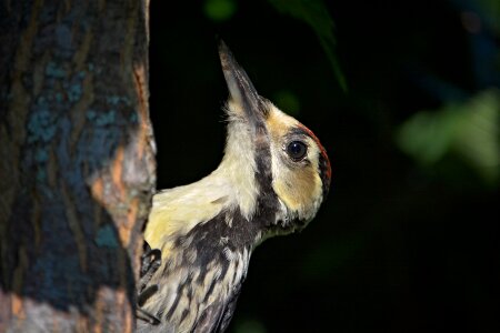 Forest bird animal nature photo