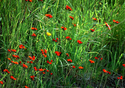 Red flower field photo