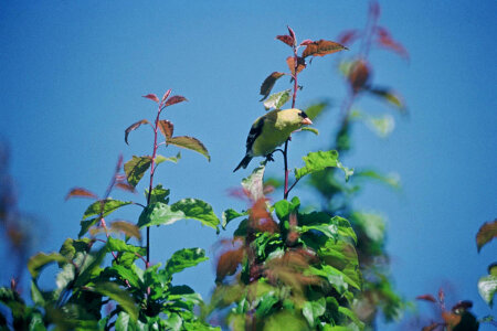 Male Goldfinch photo