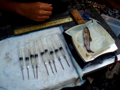 Steelhead measurements