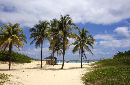 Palm trees sand caribbean photo