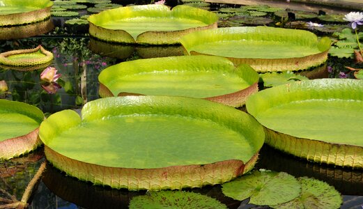 Victoria amazonica pads aquatic plant