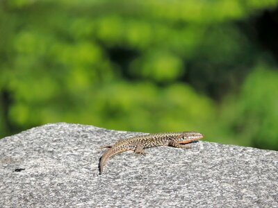 Granite stone nature photo