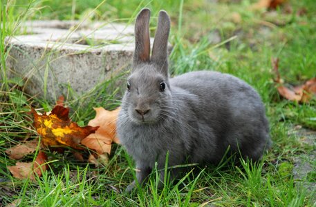 Leaf animal cute photo