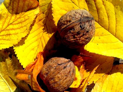 Fruit leaves walnut