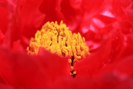 Beautiful beautiful flowers bloom