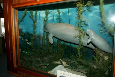 Animal museum Trichechus manatus