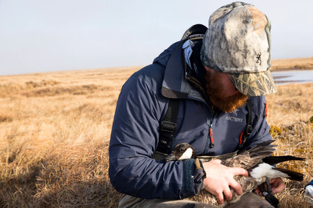 Banding a cackling goose photo