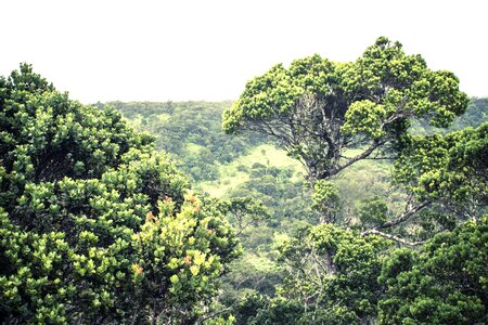 Beautiful Photo dark green forest