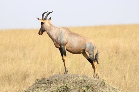 South africa wild nature