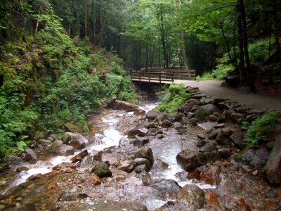 Bridge forest water photo
