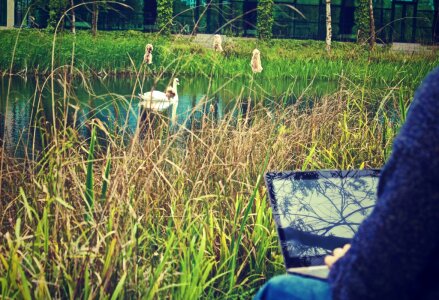 Man on Laptop Green Free Photo photo