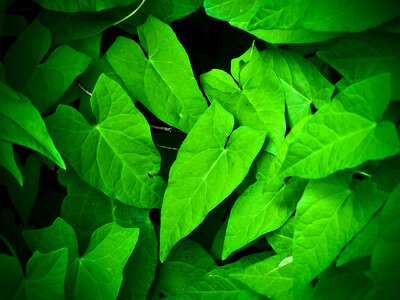 Leaf plant macro photo