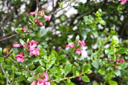 Floral garden flora
