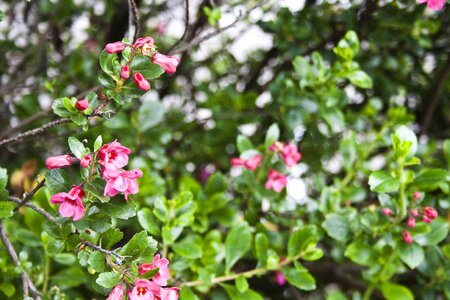 Floral garden flora photo