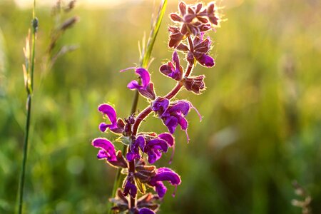 Beautiful Flowers bloom blooming photo