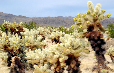 Cholla Cactus garden in Joshua Tree National Park, California photo
