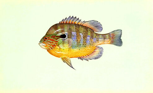 Lepomis Macrochirus  