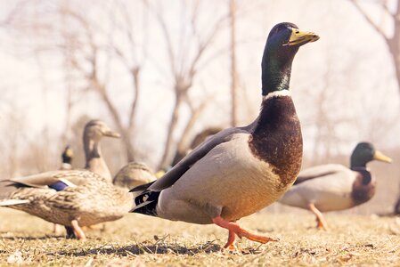 Water bird birds animals photo