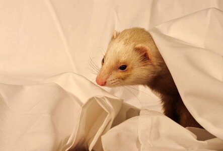 Animal beautiful photo cute