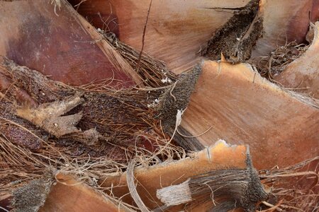Bark brown dry
