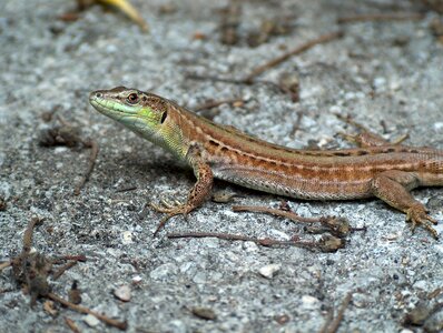 Reptile creature close up photo