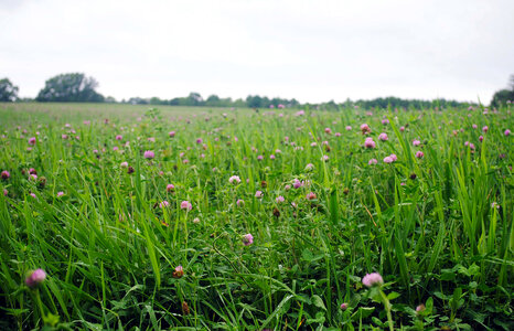 Field of Red Clover