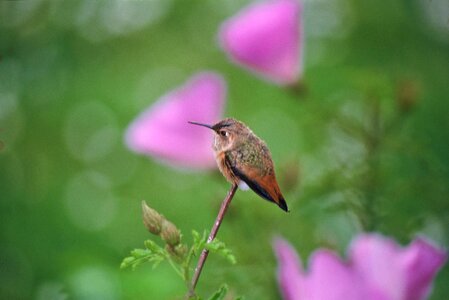Hummingbird  