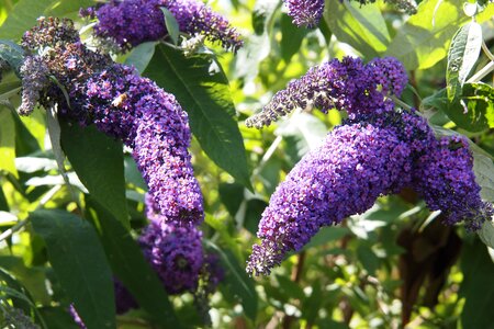 Shrub flower blossom