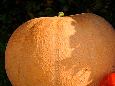 Huge graceful autumn