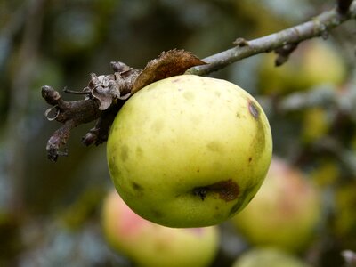 Nature october delicious