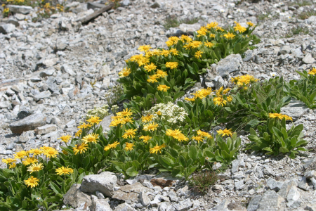 Plant summer nature conservation