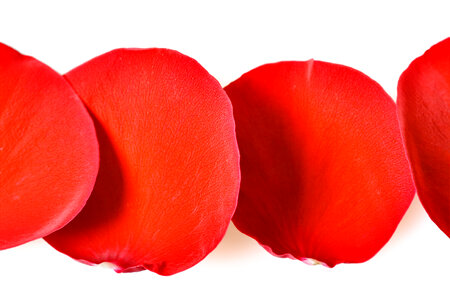rose petals