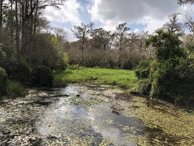 Swamp water river photo