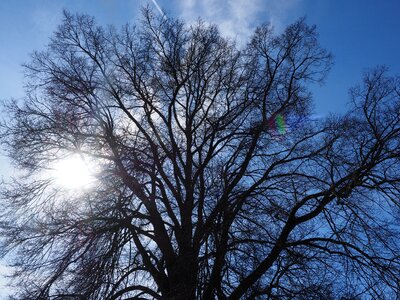 Branches aesthetic powerful photo