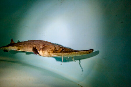 Pallid sturgeon-2