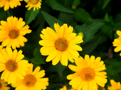Yellow Flowers and Leaves photo