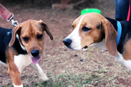 Couple Of Beagle Dogs photo