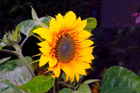 Bright beautiful helianthus annuus photo