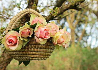 Basket beautiful beautiful flowers