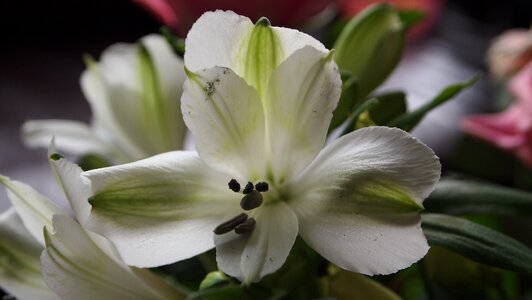 White flower heart stamens
