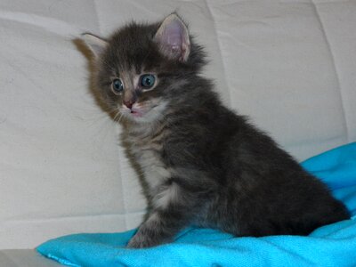 Cat kitten mammal