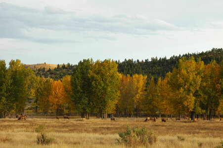 Rocky Mountain elk herd in a field of Fall Cottonwoods-1 photo