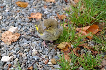 Carduelis chloris songbird animal