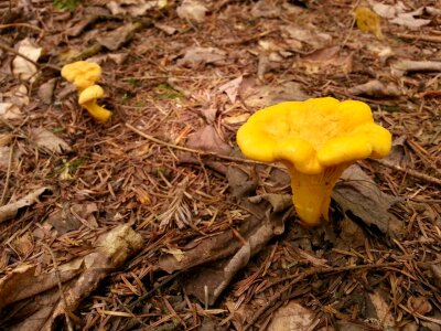 Wood ground fungus