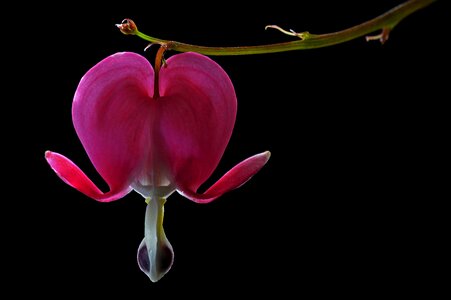 Macro nature plant