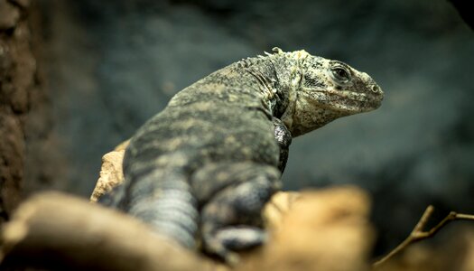Green nature animal